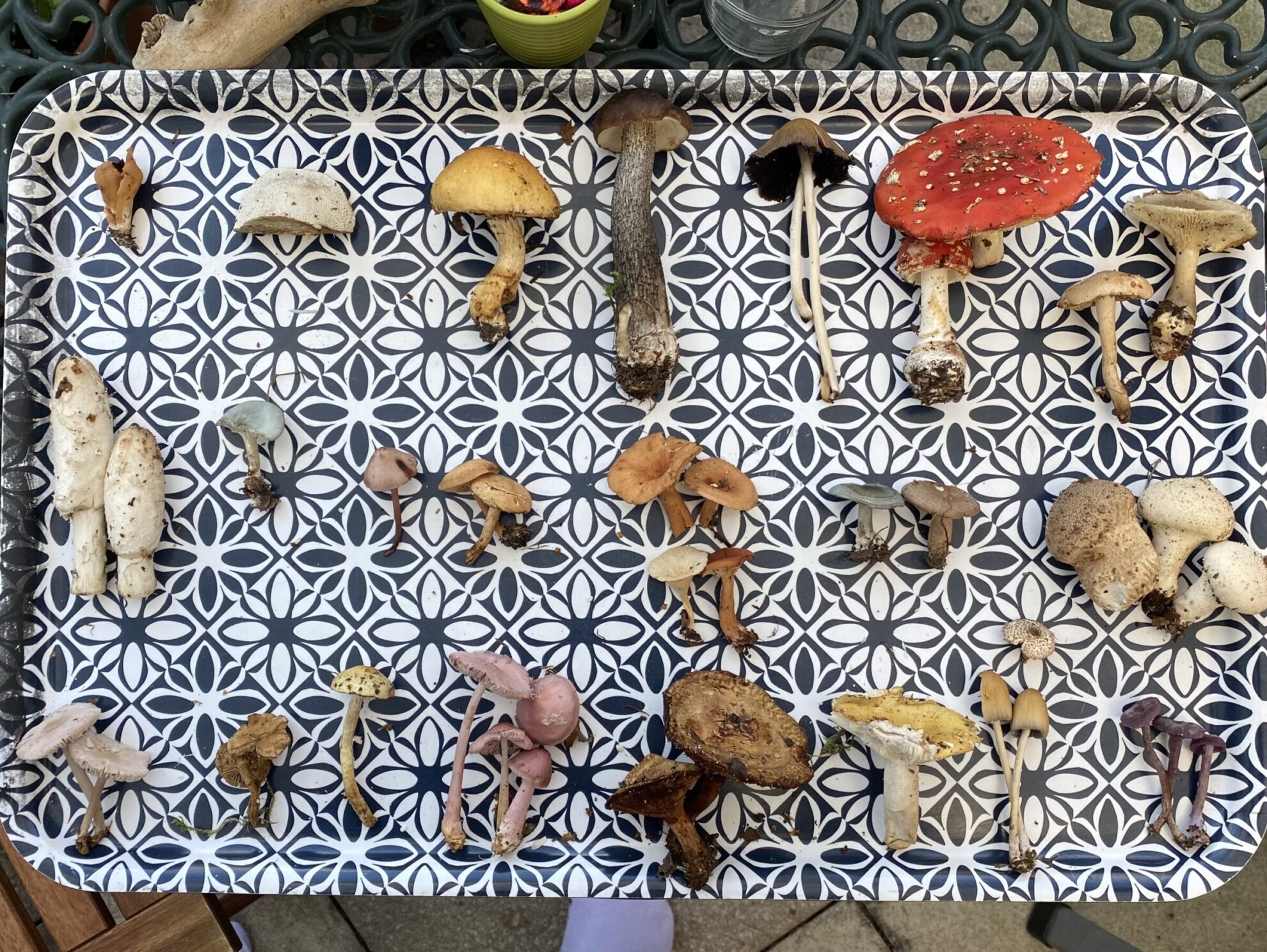 A tray of foraged fungi displaying 24 different varieties in many colors, shapes and sizes.  All collected on a single foraging excursion.