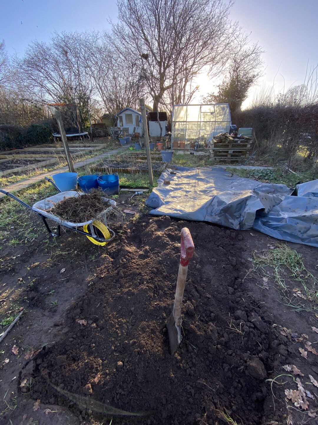 View of my allotment while I dig on a sunny winter day. Spade in the ground, wheelbarrow to the left, old greenhouse with sun shining through directly ahead.