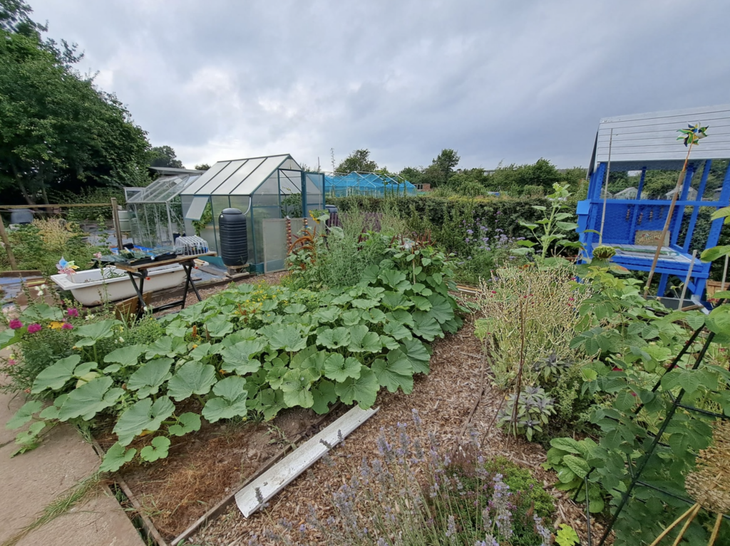 A view from the central path looking toward the back of the plot with the two greenhouses in view. Winter squash plants fill the ground in a central bed. A bathtub can be seen further back, and lots of green plants are poking out different places, most of which have had their flowers go to seed.