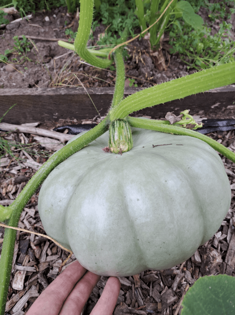 A large Crown Prince variety winter squash growing on the vine.