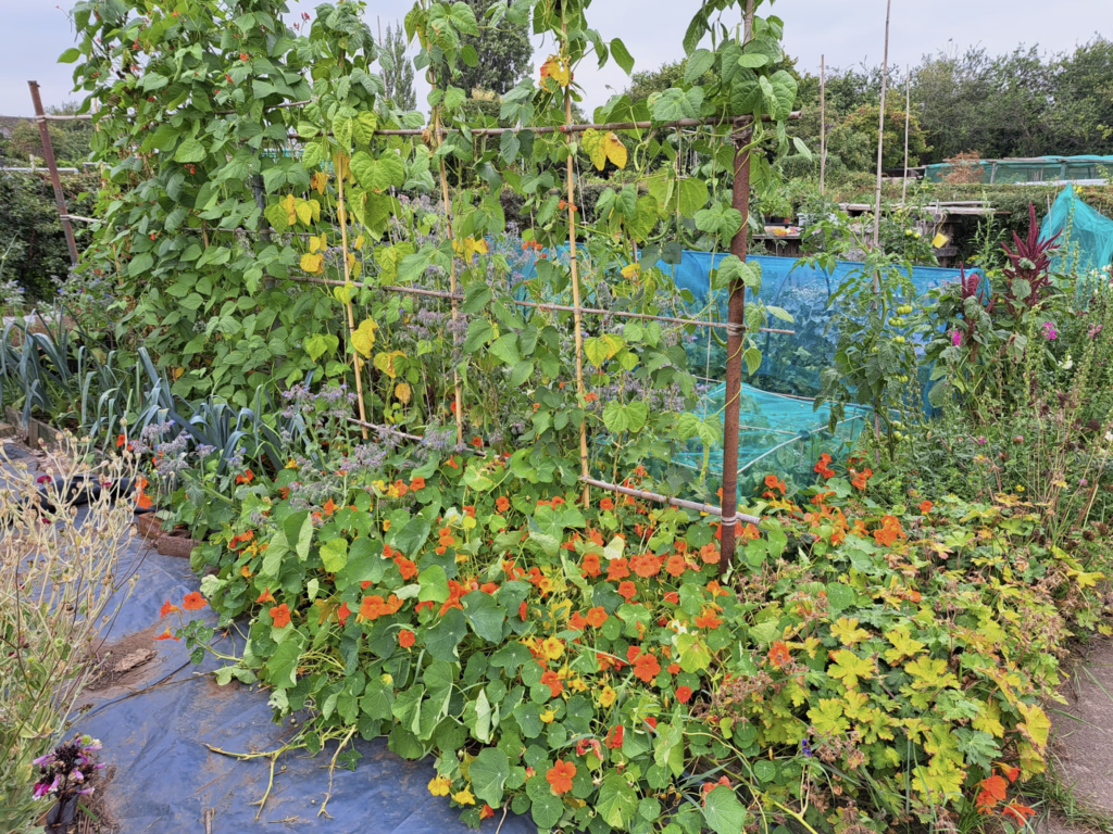 Taken in the same position as the previous photograph but about four months later. There's lots of bean plants covering the frame with the ground surrounding the beans full of leek and nasturtium plants. Lots of other flowers such as rose campion, blue borage, and amaranth can be seen poking out of lower grenery.