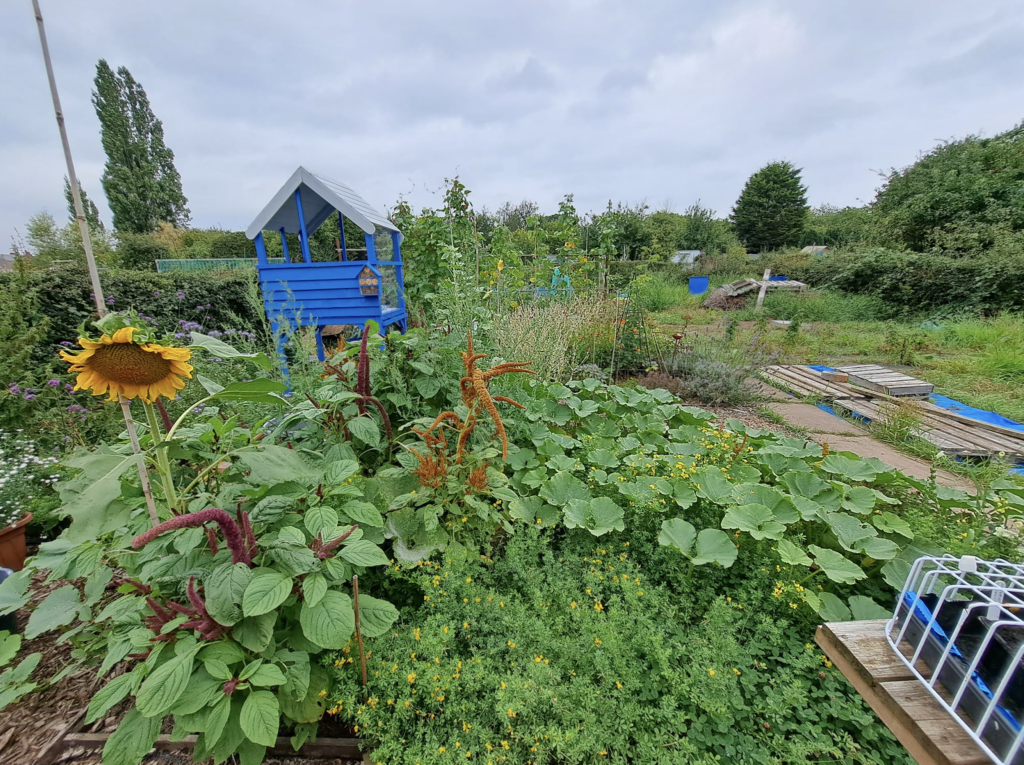 Taken at the same time as the previous photograph. Looking over the winter squash bed but toward the front of the plot. On the left is a large single headed yellow sunflower. Just behind the sunflower is the blue potting shed. In amongst the winter squash plants spears of puple and yellow amaranth can be seen. To the far right the neighbour's half can be seen with wooden palettes on the ground and tall weeds.
