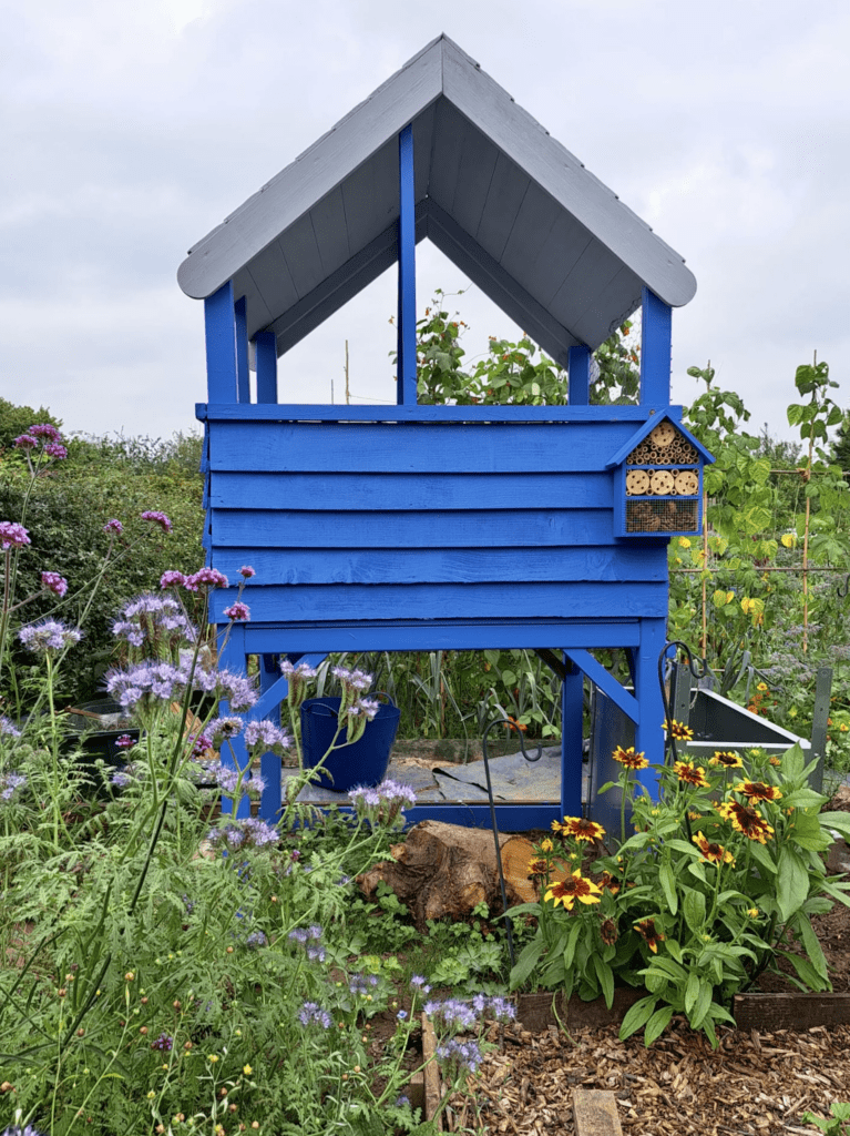 The secondhand playhouse now painted blue with a pale grey roof. It's in its final position in the flowerbed with purple flowerheads of phacelia and verbena poking out in the foreground and sunny yellow and red rudbeckia sat further back directly infront of the blue wood structure. Over cast skies above.