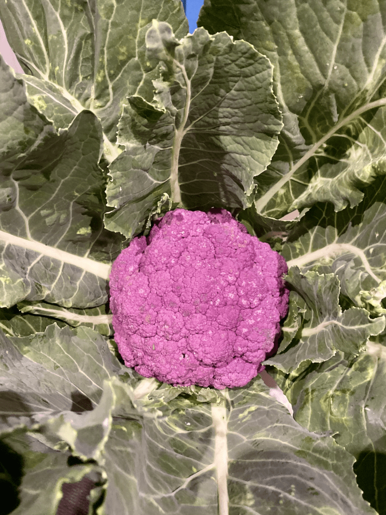 A purple cauliflower