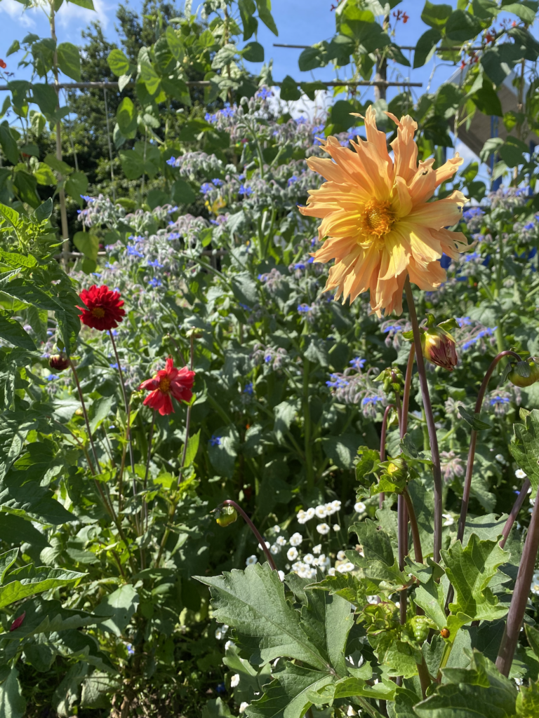 Peach cactus shaped dahlia and a compact pompone dahlia amongst a sea of blue borage and achelia ptarmica. A runner bean frame and plants can be seen behind at the top of the photo. A rare blue sky is showing.