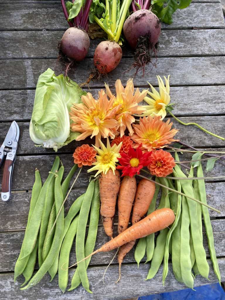 Beetroot, a small spring cabbage, dahlias, green beans, and carrots are laid out on an outdoor table top.