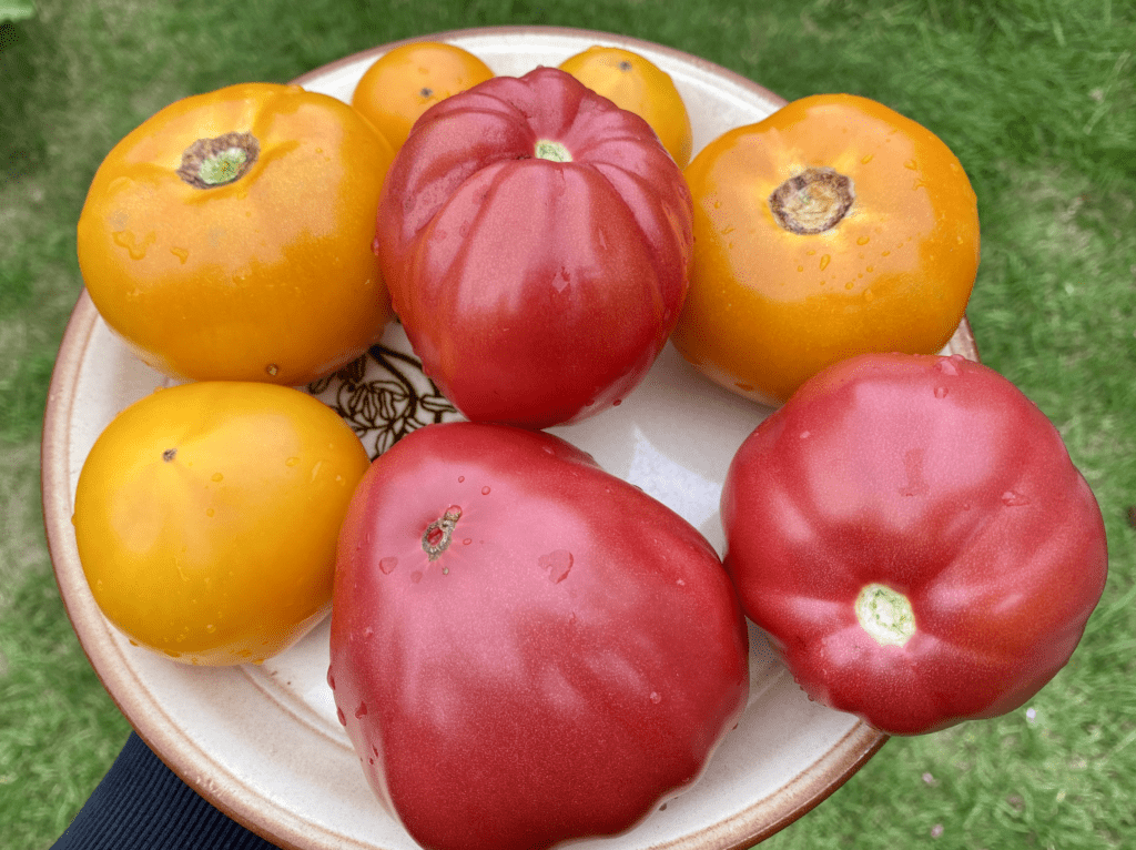 A plate of large red and yellow ripe tomatoes.
