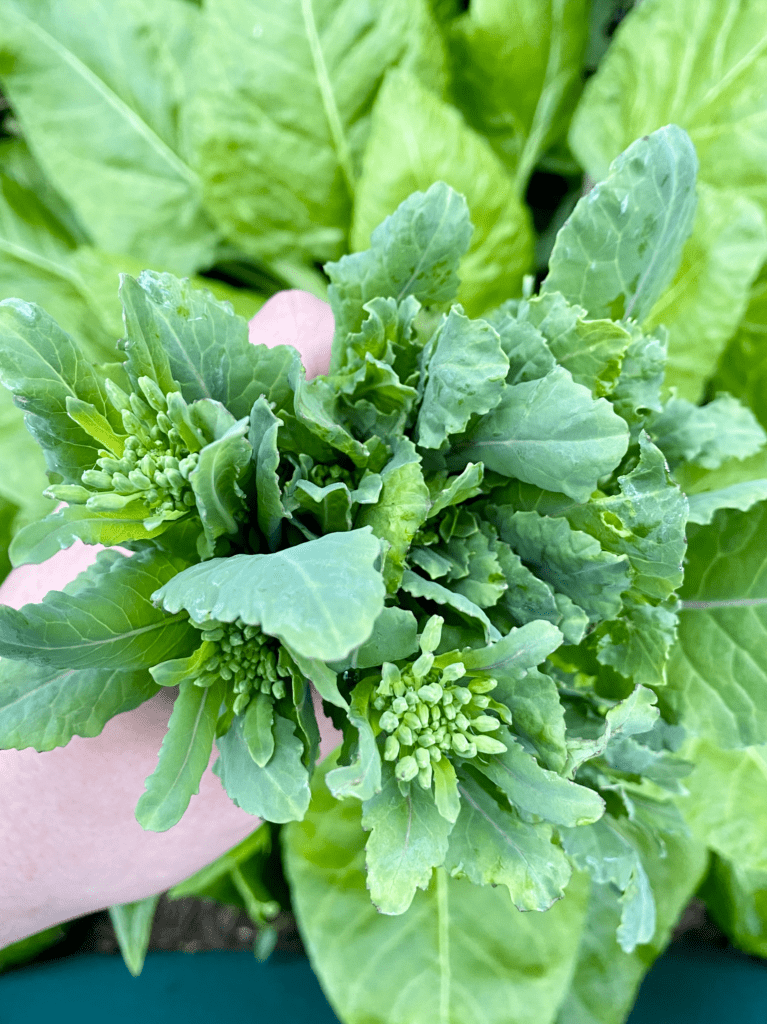 A hand holding lots of kale sprouting.
