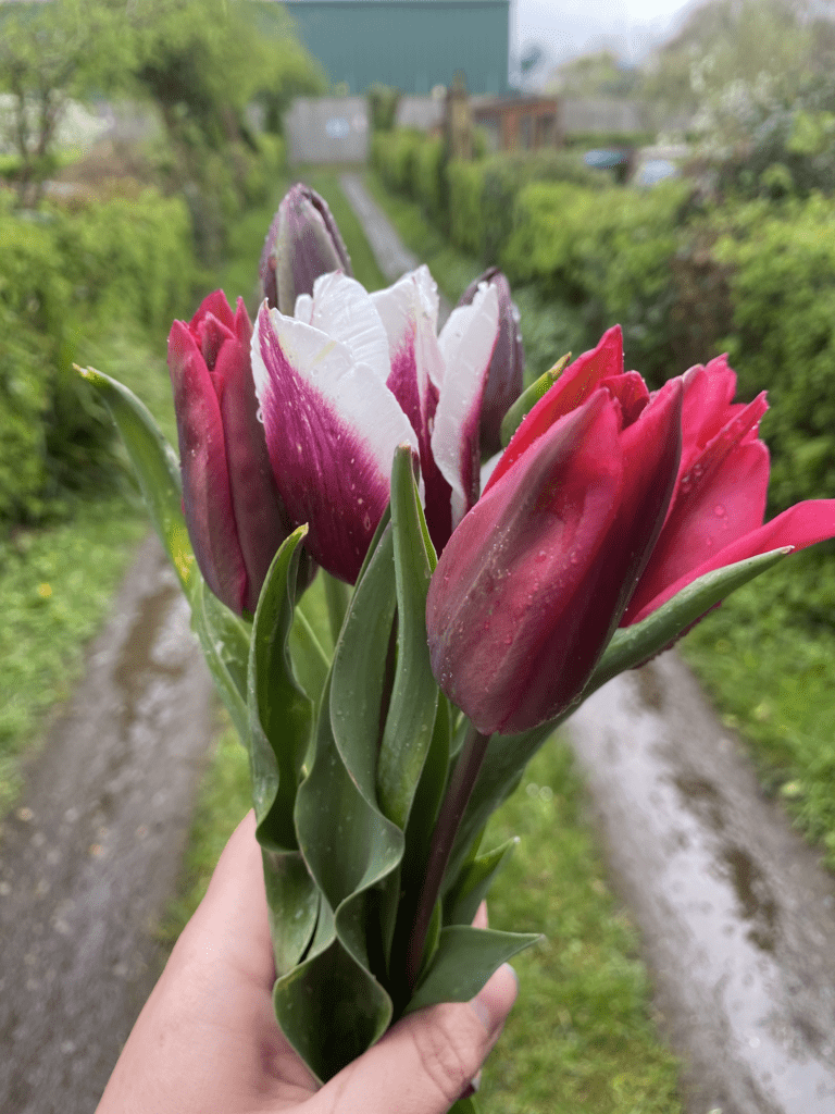 A hand holding red and purple tulips