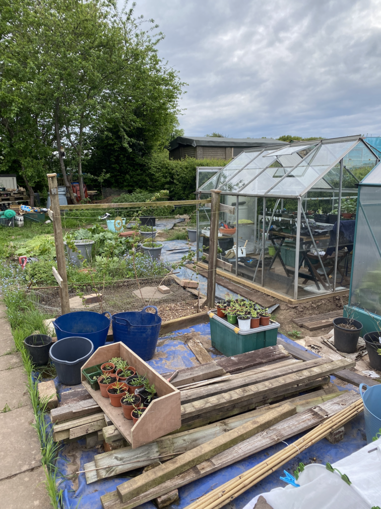 A view of the new raspberry cane setup with two posts and crossbar providing a structure to hold the canes in with wire. To the right of the raspberries you can see the glass greenhouse in its new postition, and to the left the central paved path that goes down the middle of the whole plot. It's an overcast day with young leaves on the trees and hedgerow.
