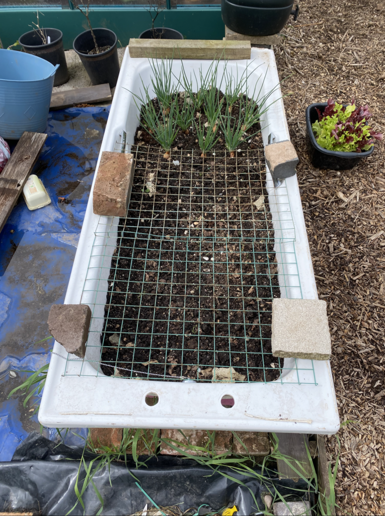 A white acrylic bathtub will with soil. On the ground to the left next to the tub the ground is covered in a b,ue tarpaulin, and on the right you can see and path made of wood chippings. The bathtub had young shallots growing at the furthest end and then the nearest end has carrot seedlings which have been protected with wire mesh held down with bricks.