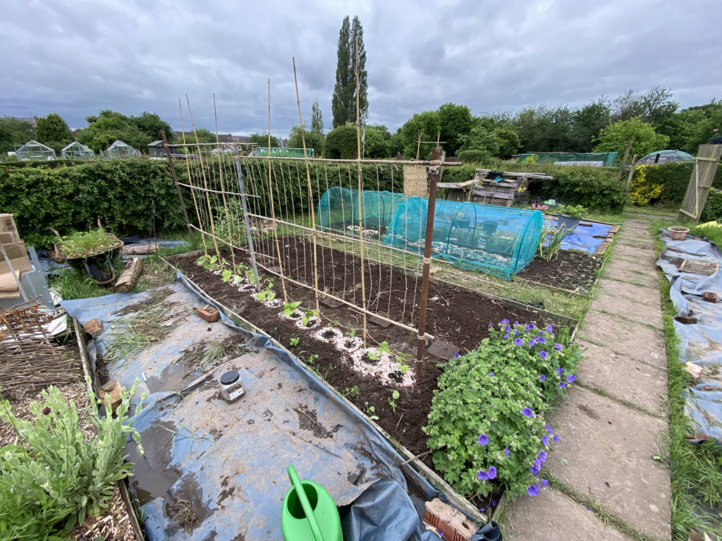 A view from the center path looking toward the front hedge over a series of large planting beds. The nearest of which has a frame ready for small climbing bean plants to grow up. Each bean plant is surrounded by egg shells.