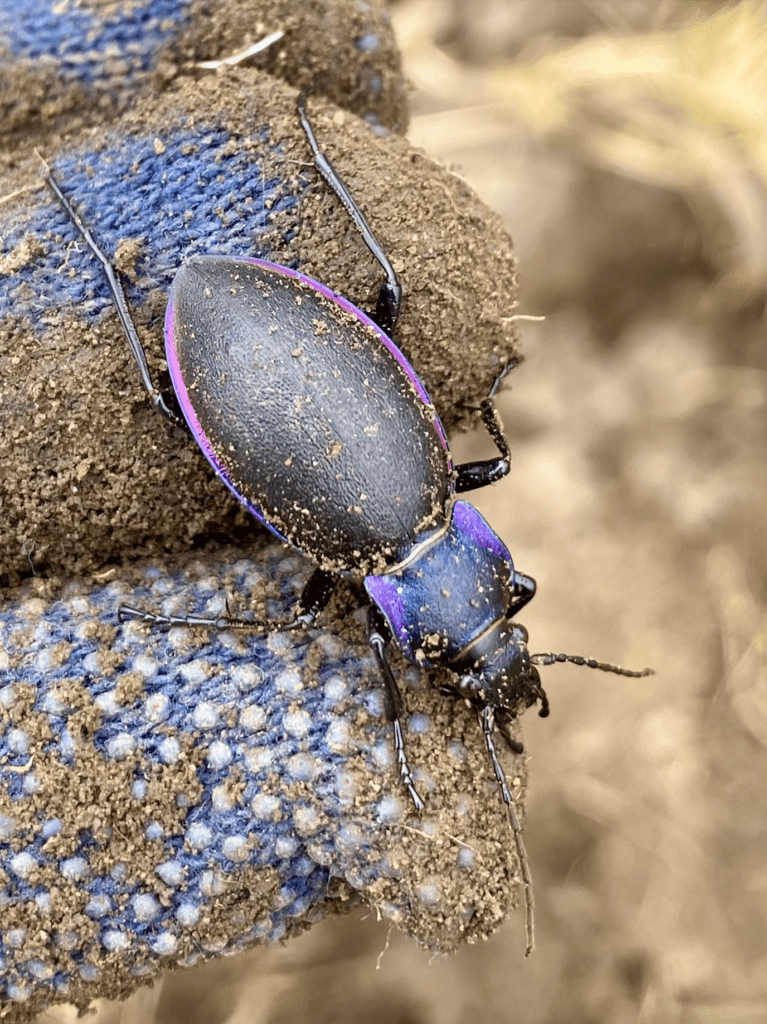 A violet ground beetle. 4cm long body that's black with iridescent pink and puple.