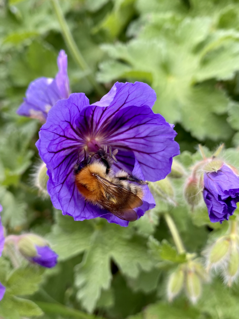 An orange bee on a purple geranium flower.