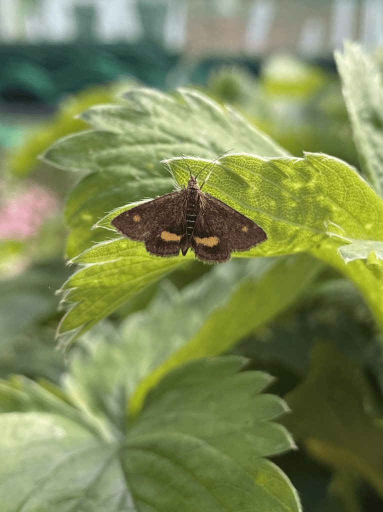 A tiny brown buterfly with a tiny dot and line shape on each wing sat on the edge of a strawberry leaf.