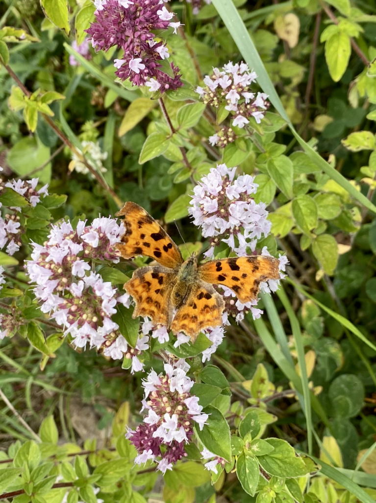 An orange and black butterfly on pale pink oregano flowers.