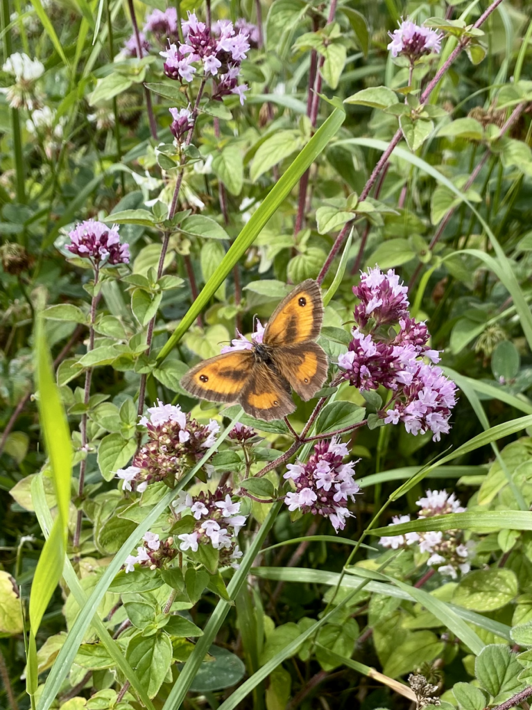 An orange and brown butterfly on pink oregano flowers.