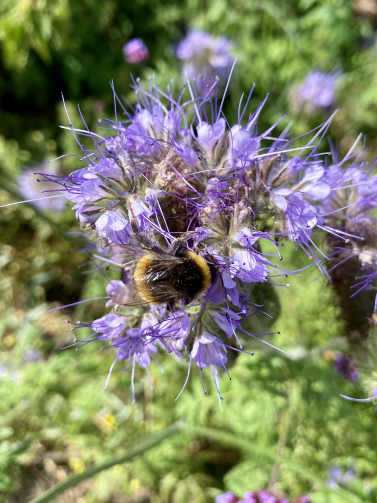 A bumblebee on purple phacelia flowers.
