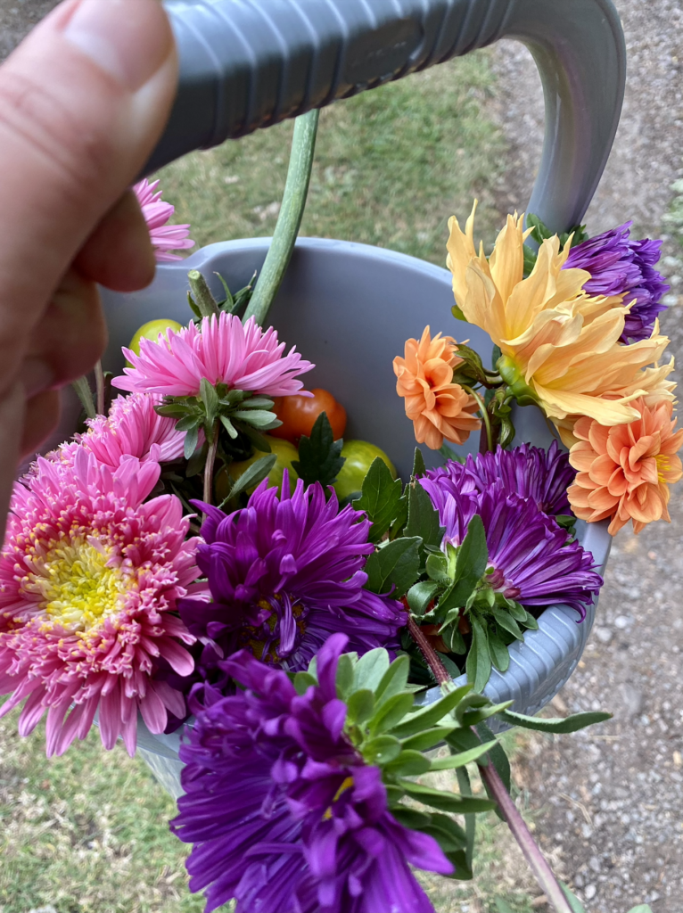 A bucket holding tomatoes, dahlias and asters.