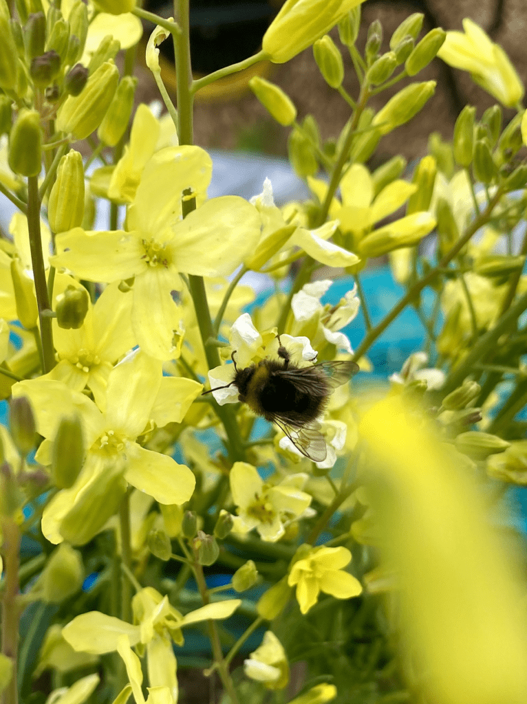 A bubblebee on pale yellow kale flowers.