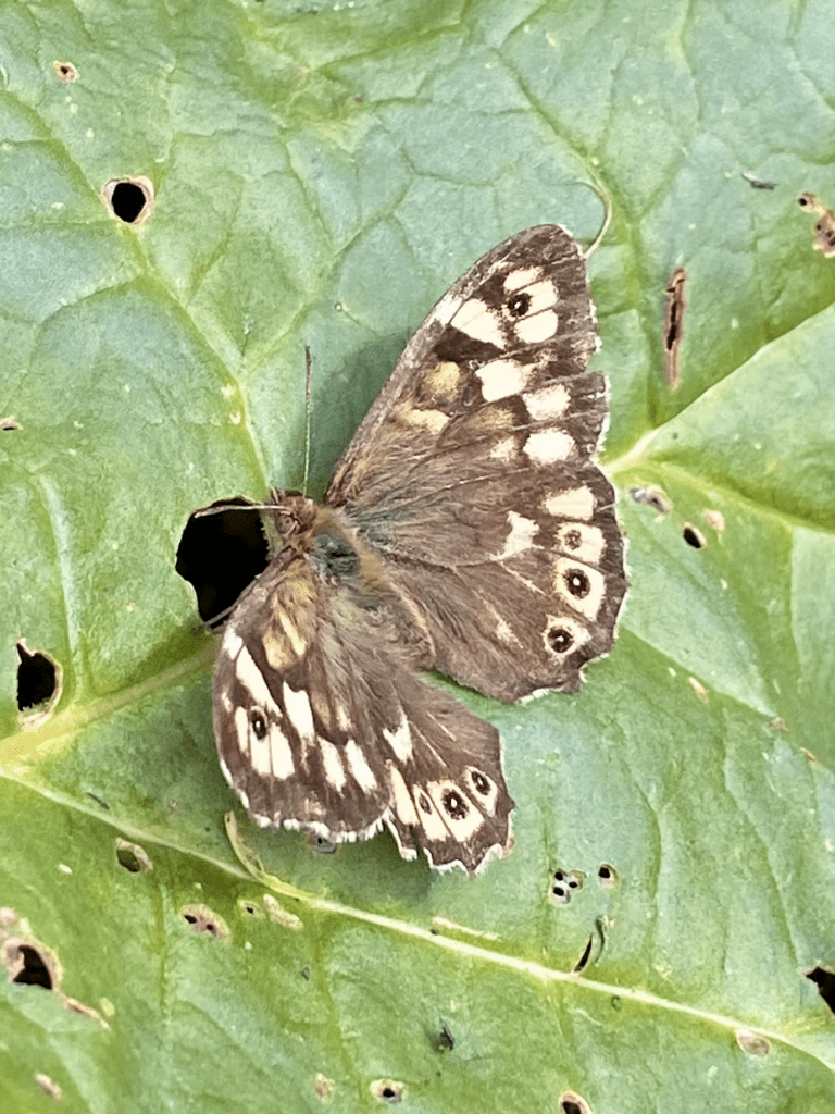 A brown and cream spotted butterfly on a rhubarb leaf.