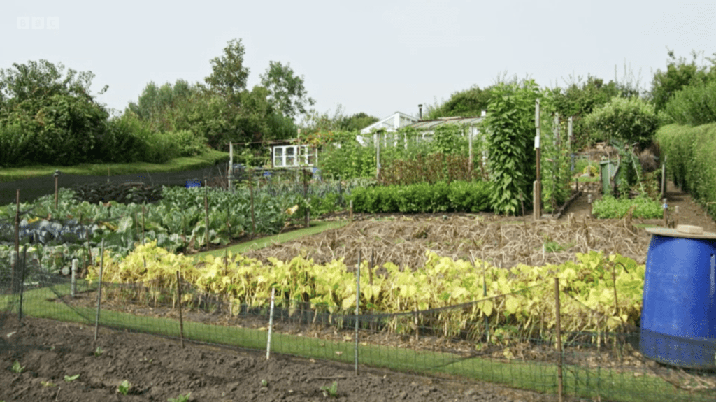 View looking at an allotment garden on a slope. A self made shed can be seen in the distance behind rows of climbing beans. In the front to the left are lots of large brassica plants under netting. On the right crops are at different stages of being harvested with bare ground showing in places. A blue barrel can be seen in the foreground on the right.