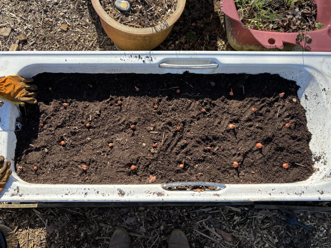 28 shallot sets planted in a white bath tub in a vegetable garden. Yellow gardening gloves can be seen on the left ege of the bath tub.