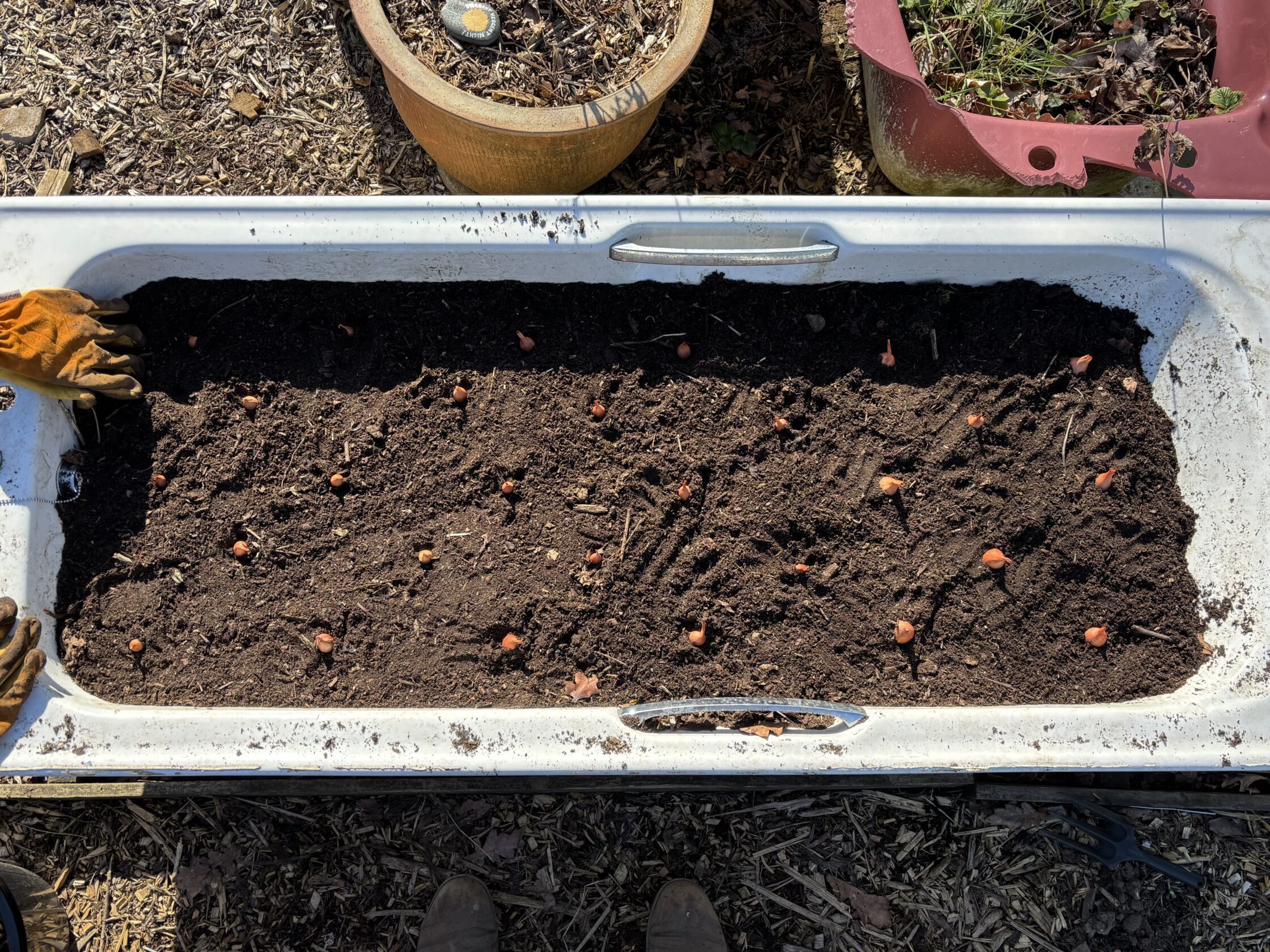 28 shallot sets planted in a white bath tub in a vegetable garden. Yellow gardening gloves can be seen on the left ege of the bath tub.