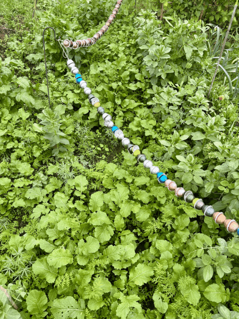 A top down view of a mixture of green manure plants growing together. Mustard, forage peas, field beans, phacelia and lupins. A string of coffee pods being used as a pigeon scarer runs from the top left corner to the bottom right corner of the photograph.