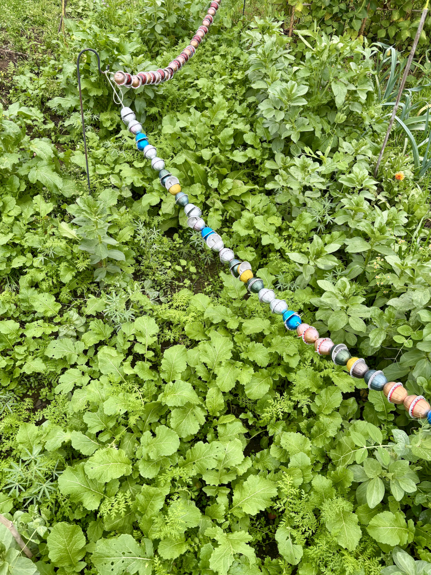 A top down view of a mixture of green manure plants growing together. Mustard, forage peas, field beans, phacelia and lupins. A string of coffee pods being used as a pigeon scarer runs from the top left corner to the bottom right corner of the photograph.