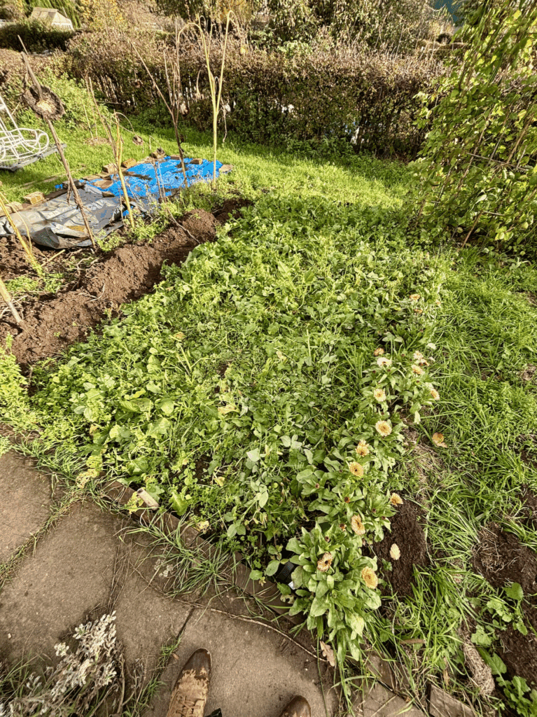 A patch of green manure chopped back. The surrounding growing space can be seen with a hedge in the background and a paved path in the foreground.