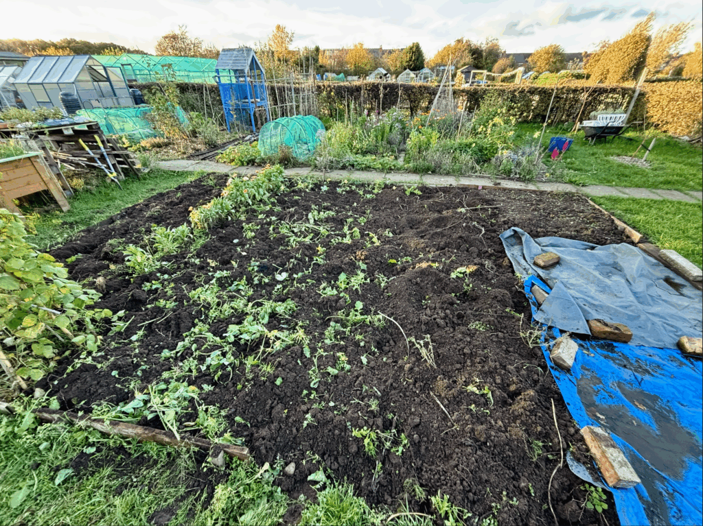 A landscape shot of a whole vegetable bed where green manure plants have been dug into the soil. A paved path can be seen in the near background with another vegetable growing bed behind.