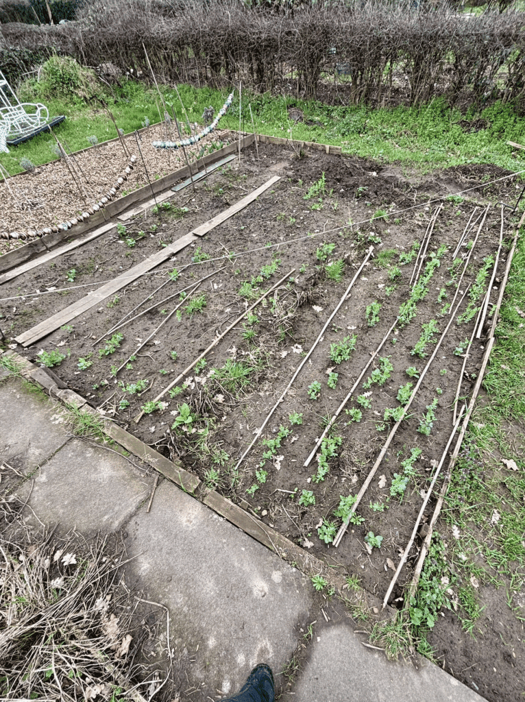 A vegetable bed in the process of being widened on its furthest edge. Rows of field beans and forage peas are growing.