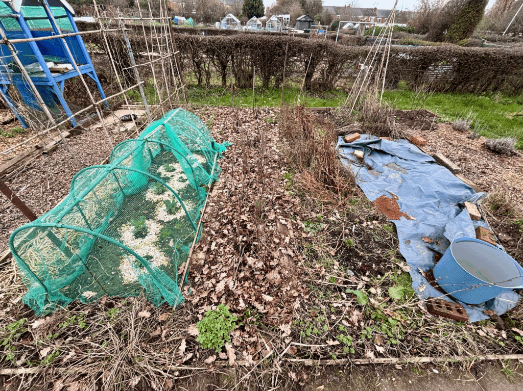 A view from the central path of a vegetable bed. The surface is mostly covered in dried oak leaves. A netted tunnel of young cabages is seen on the left of the image. A blue tarp is covering the ground on the right edge of the image.