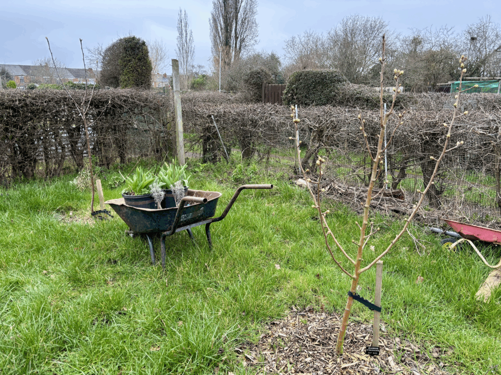 Two young pear trees with new leaves about to grow. A broken wheel barrow with pots of young flowering plants sits between the two trees.