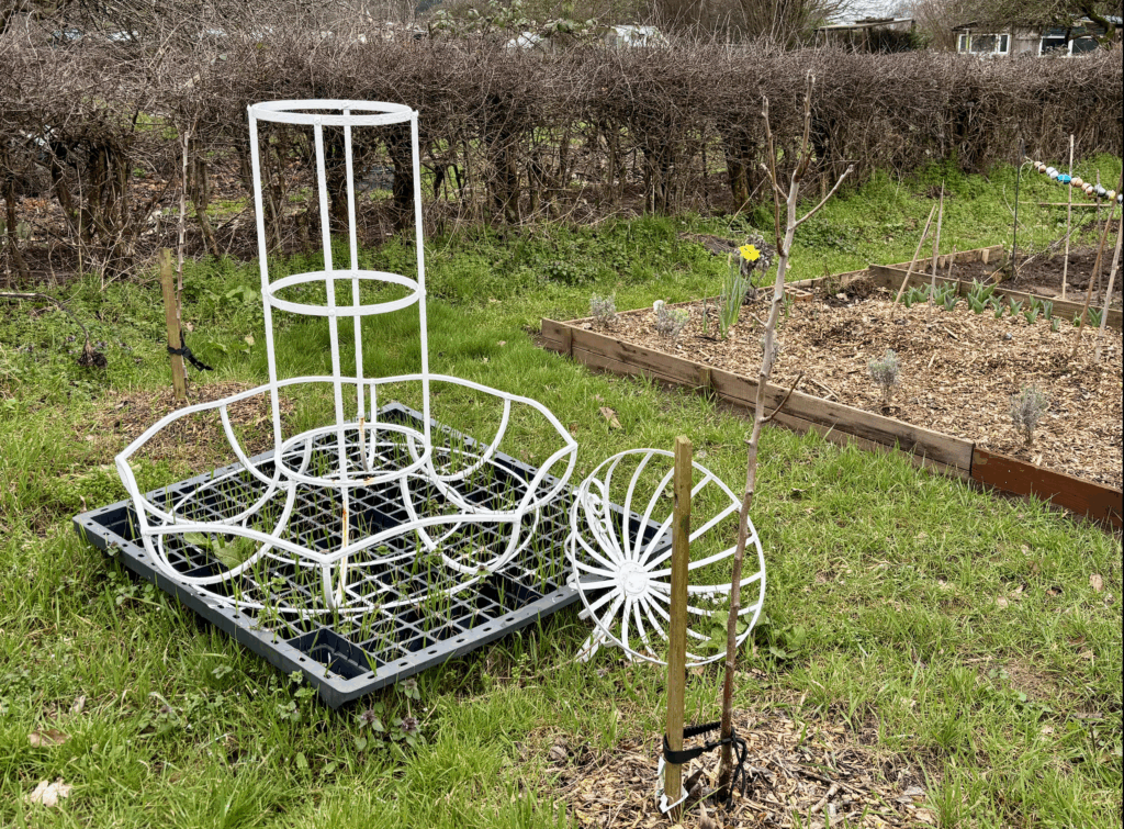 Two young pear trees. A pallet with a wire framed donut shaped basket sat between the two.