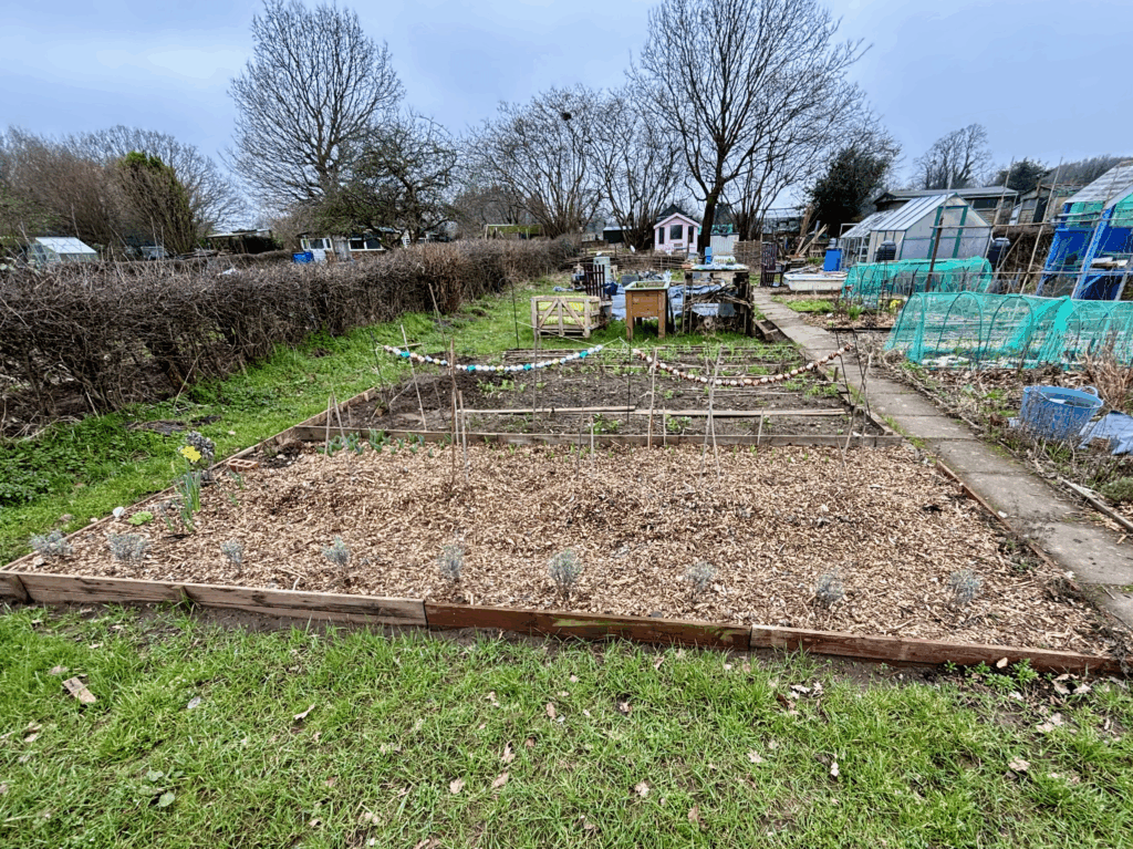 Looking up the left side of a large allotment plot. A 5m wide by 6m bed is at the front of the plot. The front section of the bed is covered in wood chippings with young plants layed out. Behind this bed are a serious of structures and containers. In the distance two green houses, a pink shed and large bare trees can be seen.