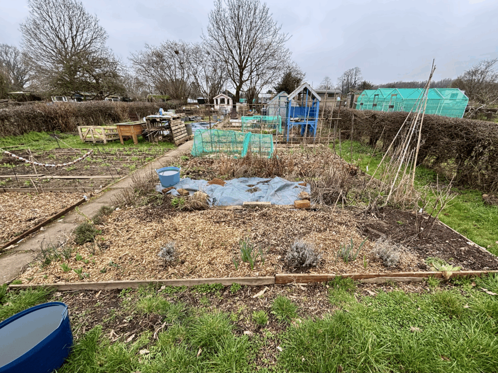 Looking up the right side of a large allotment plot. A 5m wide by 6m bed is at the front of the plot. Similar to the left bed this bed has a section at the front with wood chippings and rows of young plants. Behind their is a jumble of old plant material from the previous season, a blue water filled trug, frames made out of bamboo cane, and a blue tarp covering a section of ground. In the distance a blue potting shed can be seen, behing this are green houses, netted areas and in the distance a pink shed and large bare trees.