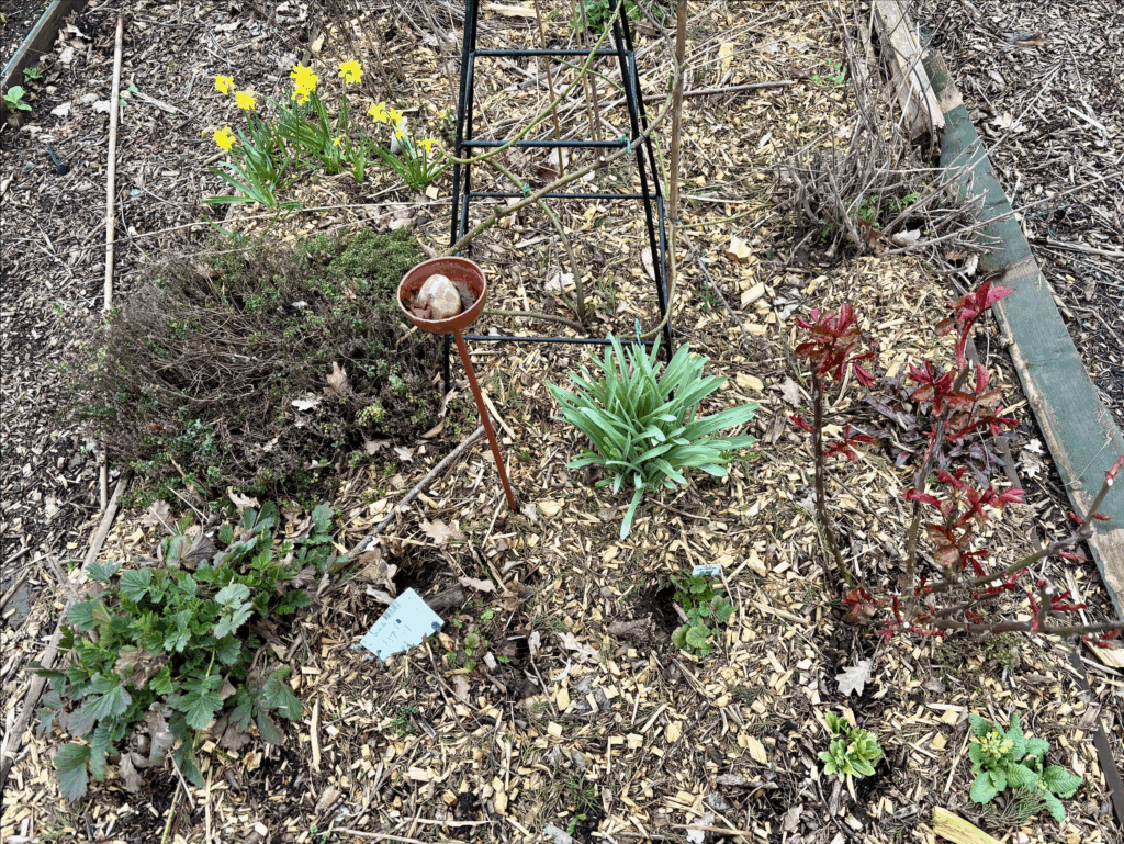 A section of an ornamental flower bed. Plants are coming into leaf including a rose bush. Small daffodils can be seen in the top left of the image.