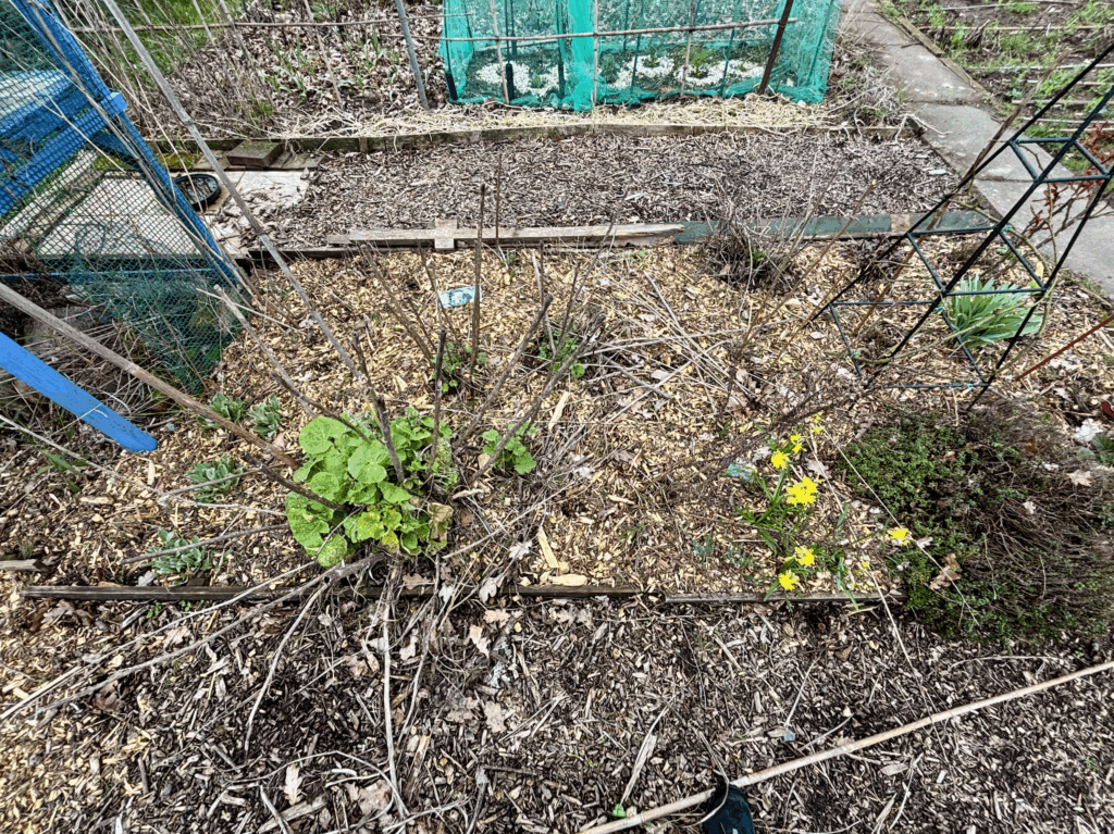 A section of an ornamental flower bed. Plants are coming into leaf. The edge of the blue potting shed can be seen on the left. Small daffodils are seen on the right edge.