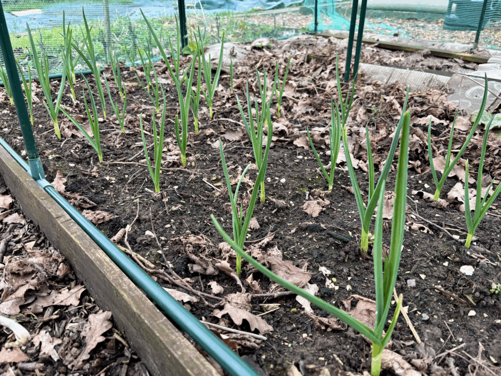 Five staggered rows of garlic shoots in a 1m by 2m area.