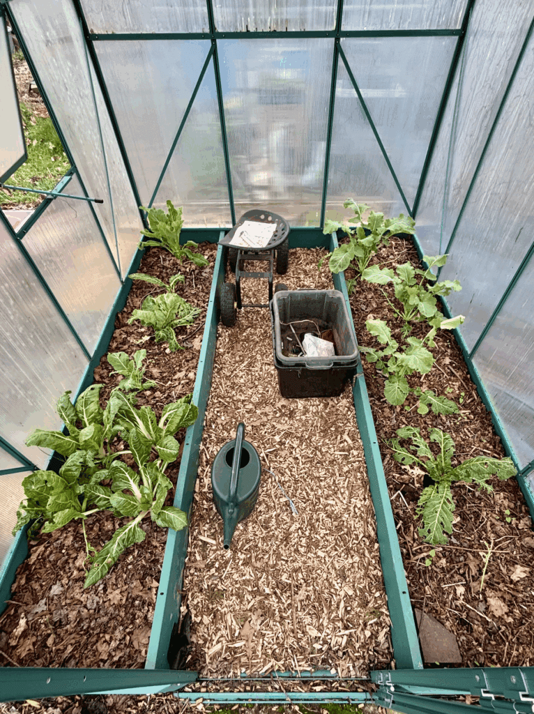 View from the door of a greenhouse looking in. The walls are made of transparent polycarbonate. There is a raised bed either side of a central walkway. Chard, cauliflowers and kale are growing in the beds.