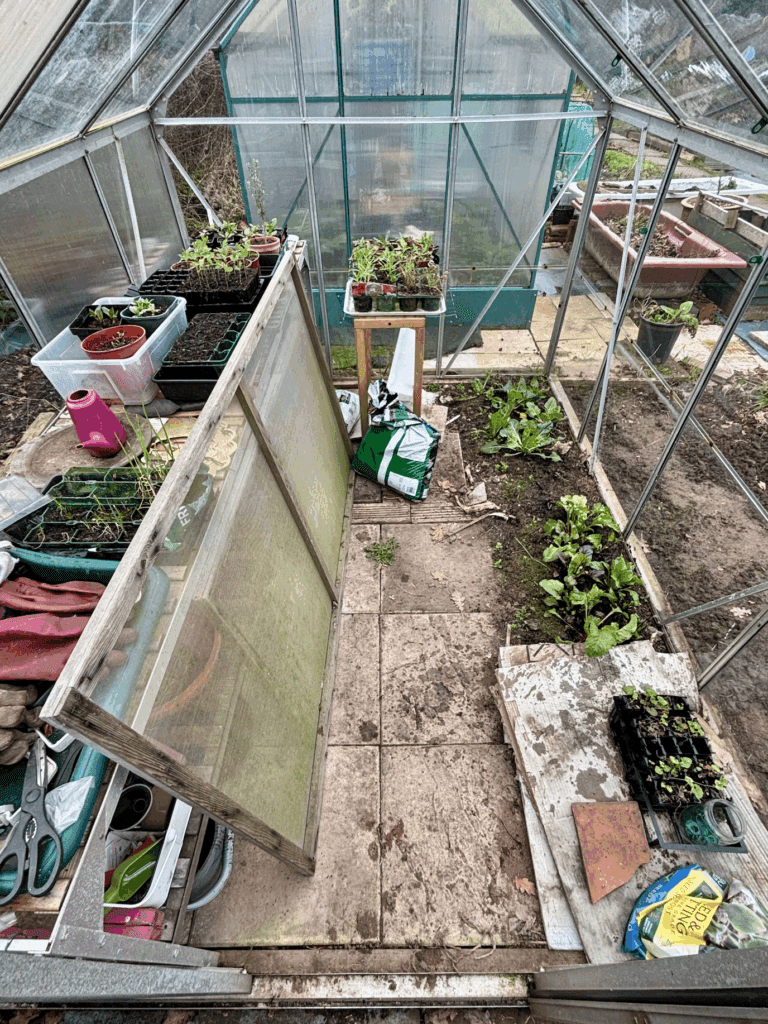 View from the door looking into a glass greenhouse. The interior is cluttered with objects and plants, including a large mesh screen leaning up against staging on the leftside.