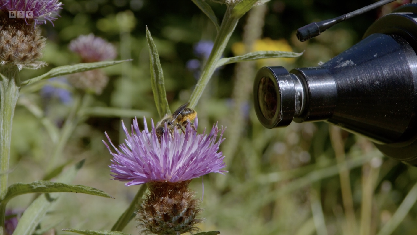 Screenshot of My Garden of a Thousand Bees showing a camera lens pointing at a bee on a knapweed flower
