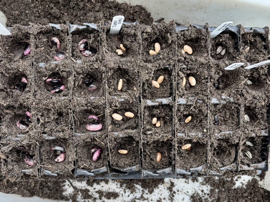 32 root trainer modules with various beans visably planted just before being covered with compost.