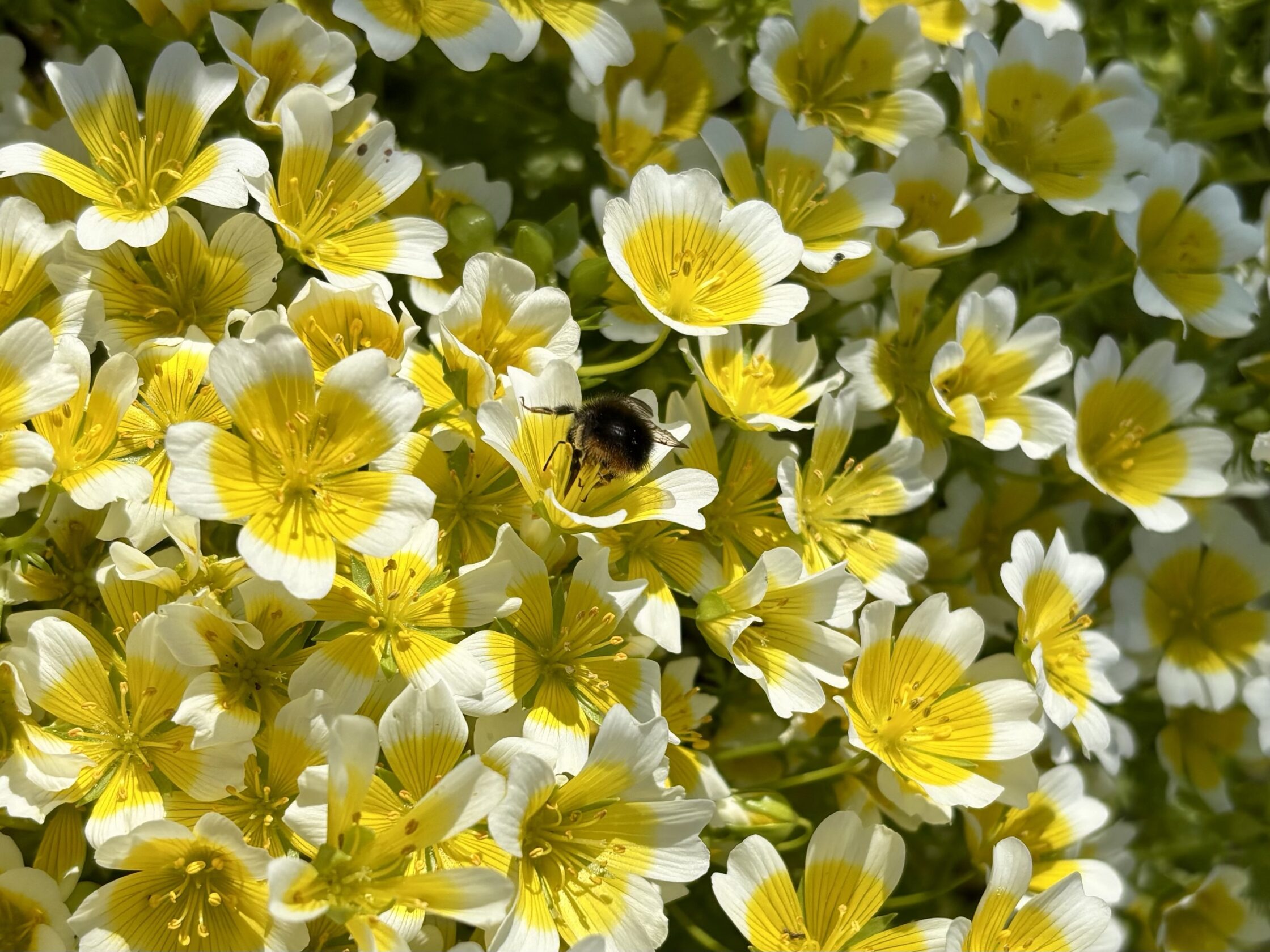 Poached egg flowers, each with five petals with yellow in the centre and white on the edge of the petals. A bee is sat on a central flower.