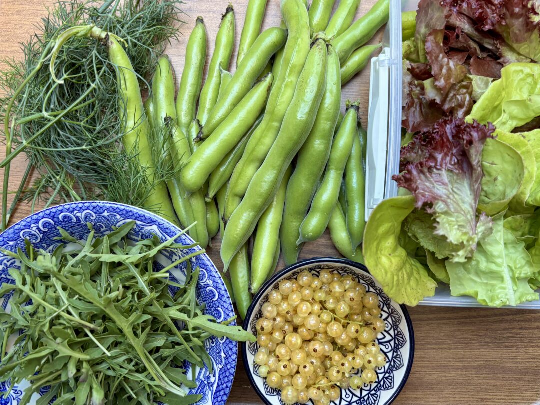 Dill, broad beans, mixed lettuce, rocket and white currants displayed on a wood laminate surface.