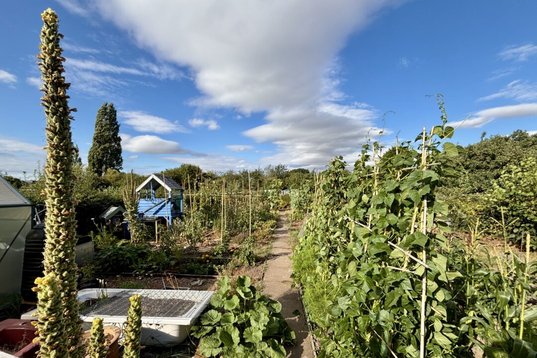 An allotment plot with a central paved path through planted beds of climbing beans, sweet corn, tomatoes and other plants. A blue sky above with a long central line of clouds almost mirroring the path below.