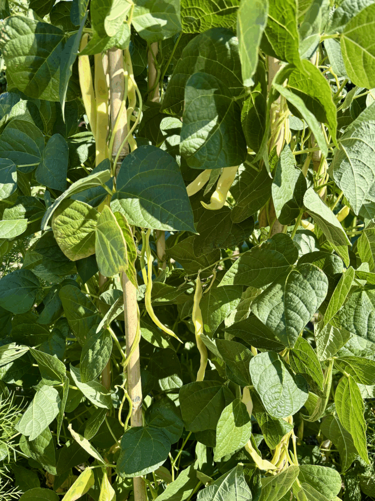 Flat pale yellow french beans growing on plants climbing bamboo canes.