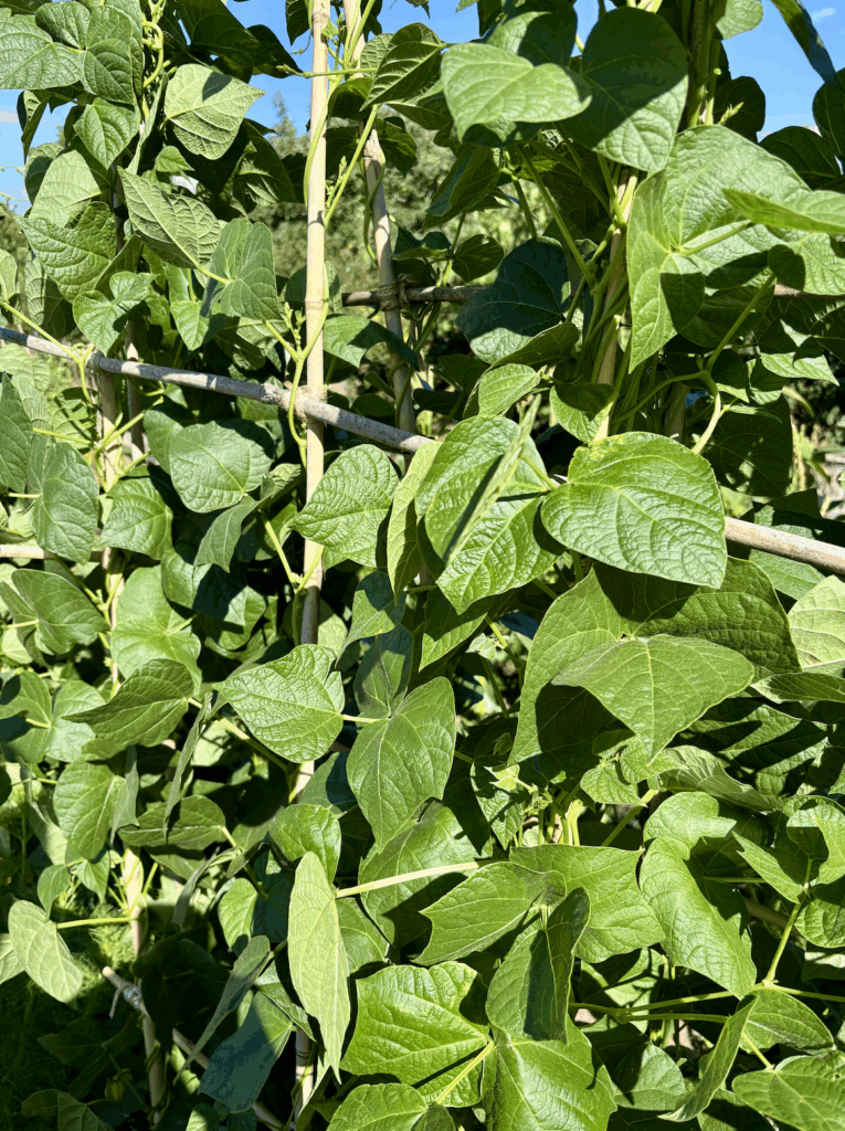 Climbing greasy bean plants without flowers or beans.
